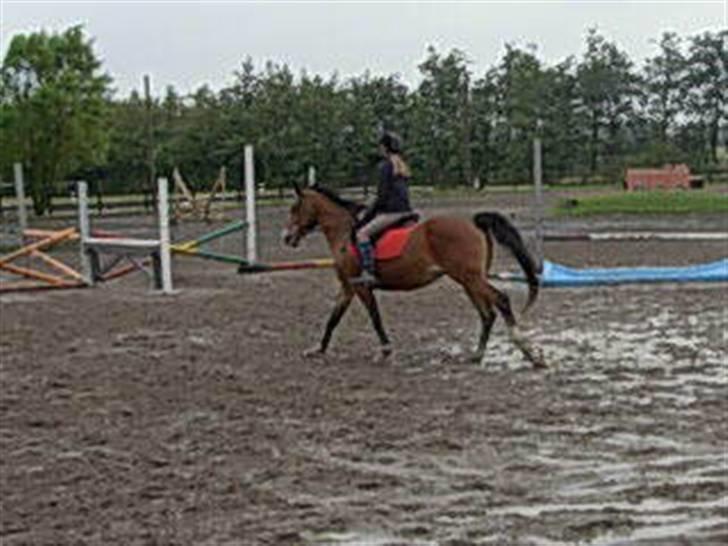 Anden særlig race Abi   gone ); billede 19