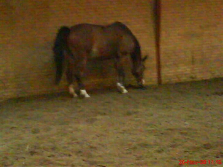 Anden særlig race Abi   gone ); billede 20