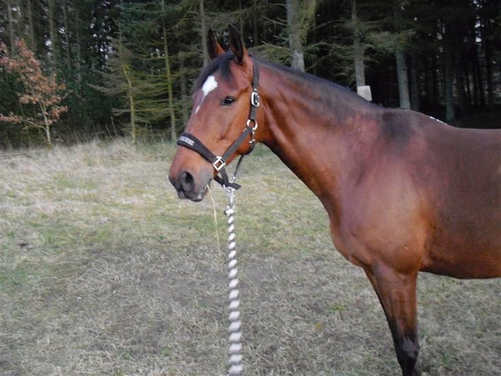 Anden særlig race Tristan. billede 10