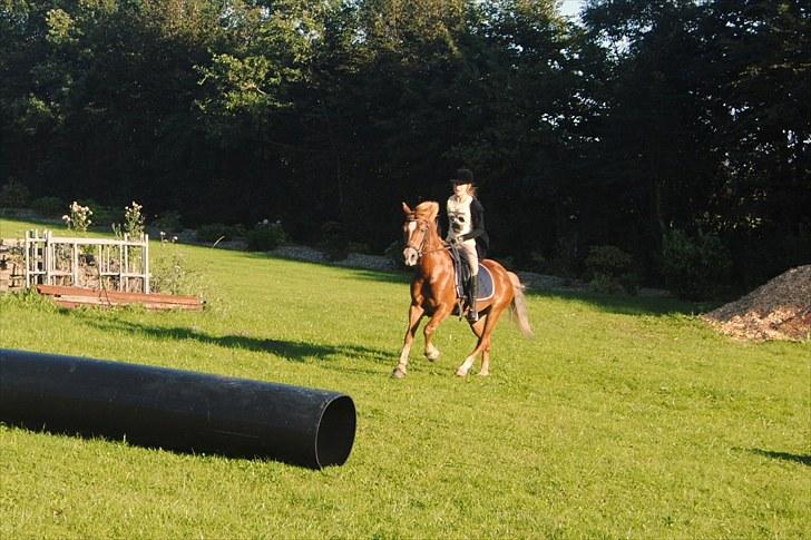 Anden særlig race Donna <3  - jaaa donna springer alt på vej hen i mod en tønne rør ting !!?? :D smukke springer over det >3 :D salgs billede ) billede 3