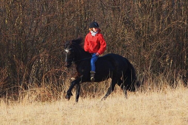 Welsh Cob (sec D) Valhallas Star Actress - Powergirl :D <3 20/03/11 [Foto: Simone] billede 4