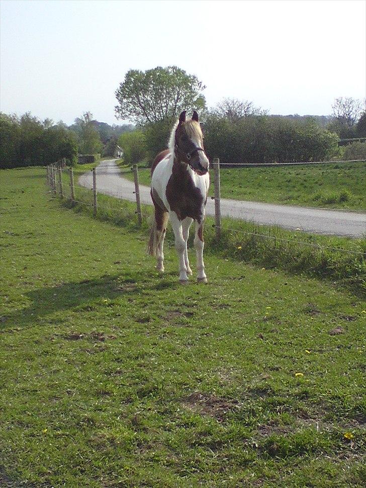 Pinto Indi Jones - Min smukke dreng! Det kan godt være at du er skadet, men det holder dig ikke fra at være smuk! MIN SMUKKE PONY<3 billede 20