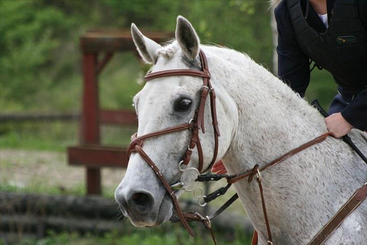 Anden særlig race Guido (solgt) :'( - 20. klubstævne på RKV - Foto: Sascha Norsbo billede 20