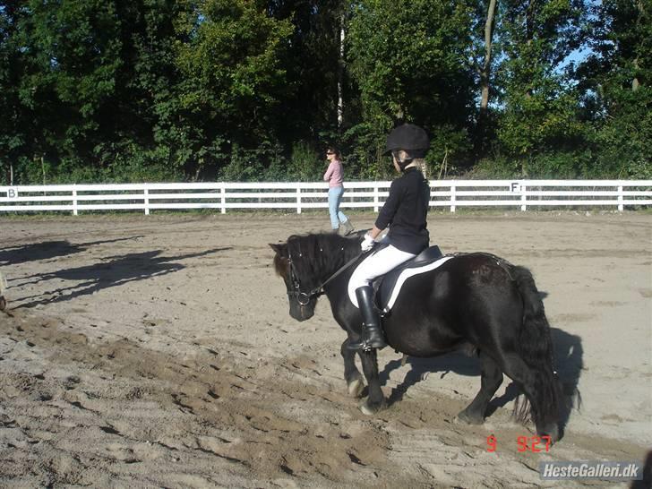 Shetlænder Prins billede 3