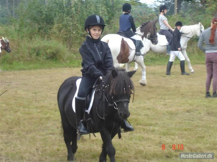 Shetlænder Prins billede 4