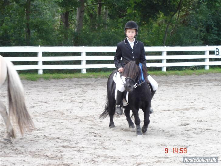 Shetlænder Prins billede 5