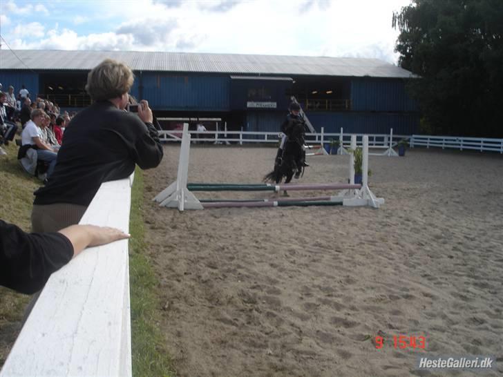 Shetlænder Prins billede 6