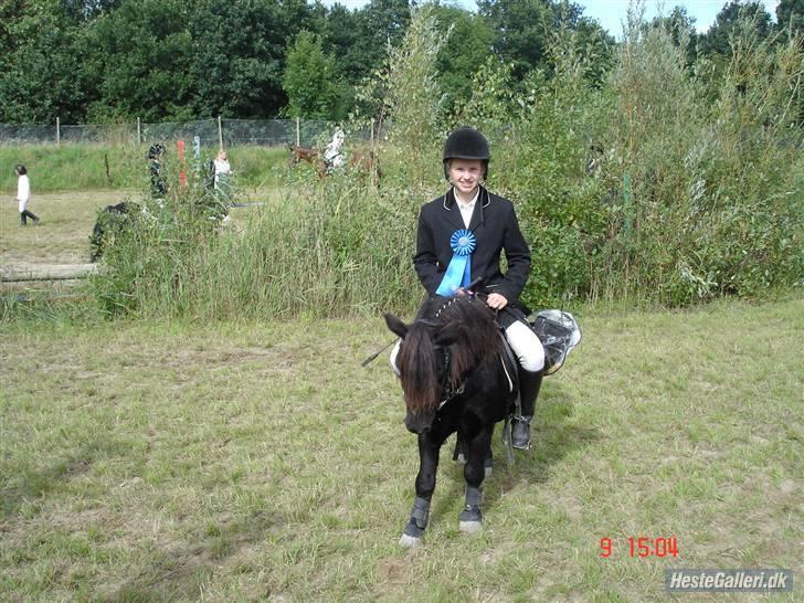 Shetlænder Prins billede 7