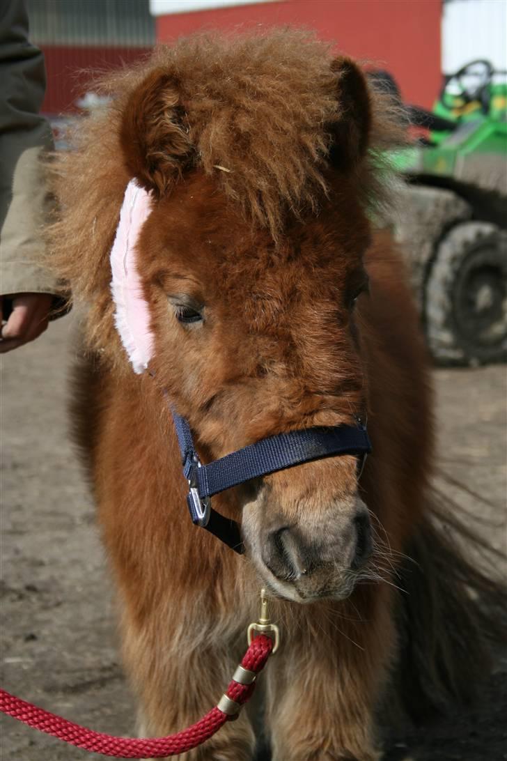 Shetlænder Valter billede 1