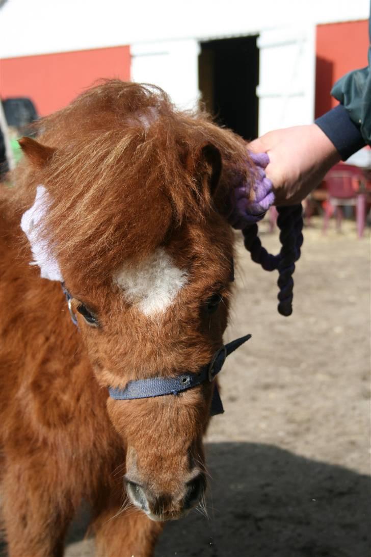 Shetlænder karlo - har ikke hele dage iiiiiiihhhh. billede 1
