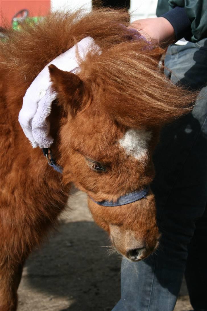 Shetlænder karlo - sover lige imens i tager de billeder af mig ikke.  billede 2