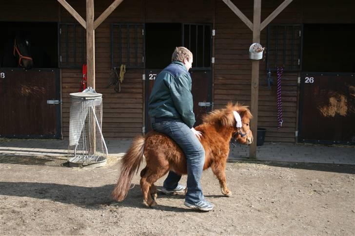 Shetlænder karlo - unskyld men der står lige en ko har over jeg skal snak med. billede 3