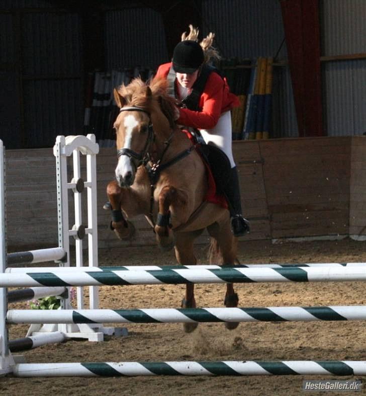 Anden særlig race Strejfer  - 1*til stævne på SLR billede 1