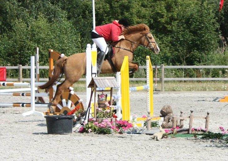 Anden særlig race Strejfer  - Stævne på capacity :D -  billede 2