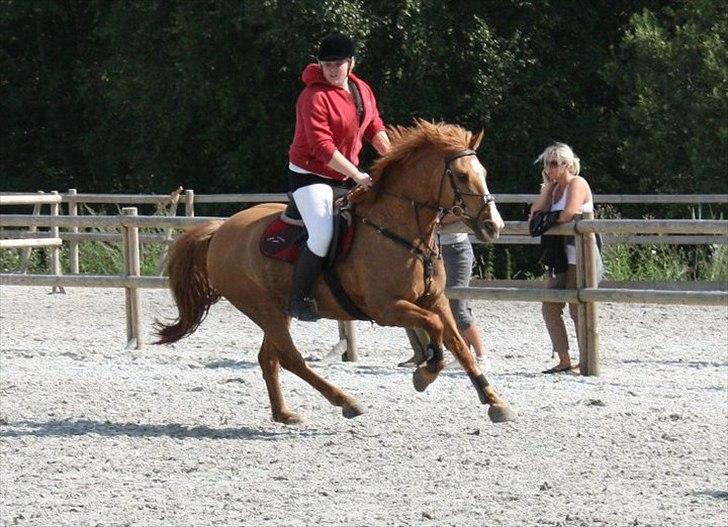 Anden særlig race Strejfer  - Stævne på capacity :D -  billede 3