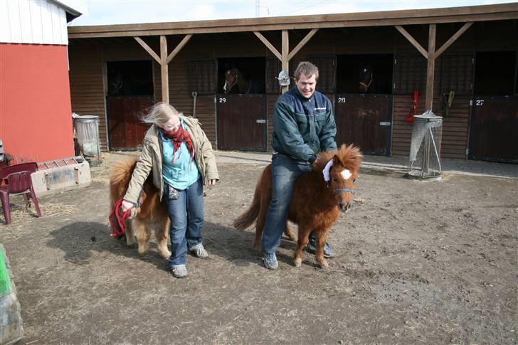 Shetlænder karlo - det er karlo til højer. der over er lige noget jeg skal se på. billede 4