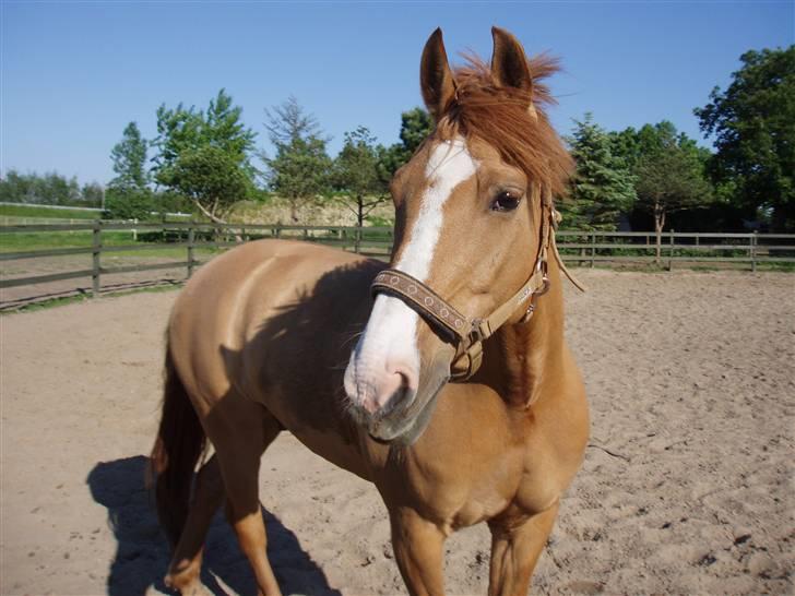 Anden særlig race Strejfer  - 4* billede 4