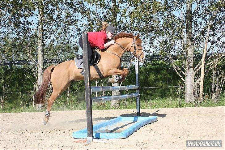 Anden særlig race Strejfer  - Sommer hygge springning :D - Foto alberte  billede 5