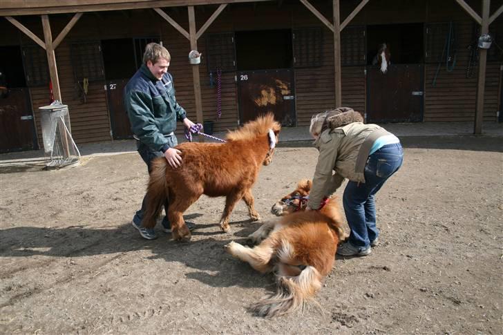 Shetlænder karlo - karlo til venster som ser på valter der ligger ned. billede 5