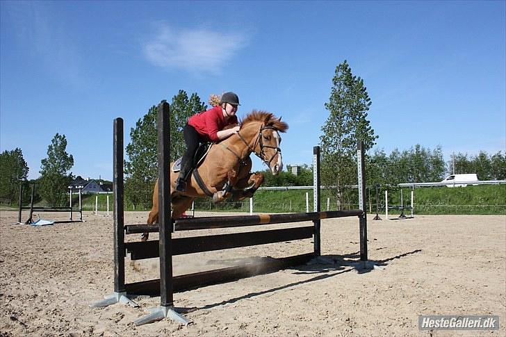 Anden særlig race Strejfer  - Sommer hygge springning :D - Foto alberte  billede 6