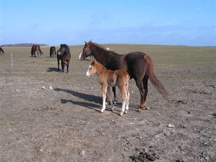 Welsh Partbred (Sec F)         Ørsteds Carpaccio - Første gang på fold x] 22/3 2009 billede 11