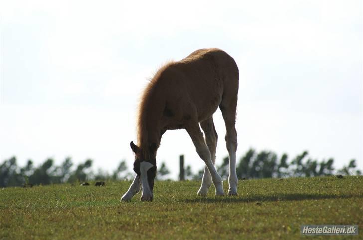 Welsh Partbred (Sec F)         Ørsteds Carpaccio - På fold :D Foto: Karen RH, 21/6 2009 billede 12