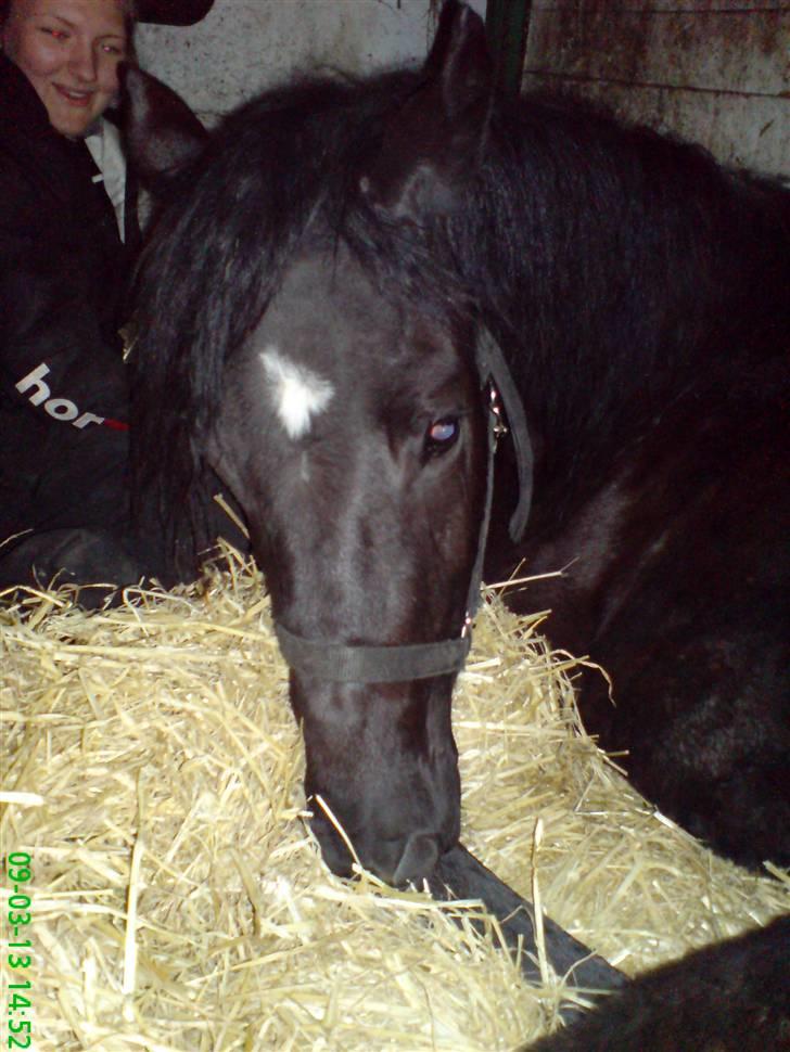 New Forest Tak (Sorte) billede 1