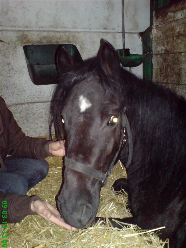 New Forest Tak (Sorte) billede 2