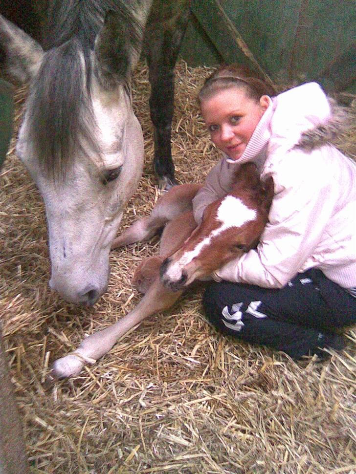 Anden særlig race Eclipse of the Moon SOLGT - Glad mor, føl og ikke mindst ejer :D  billede 1