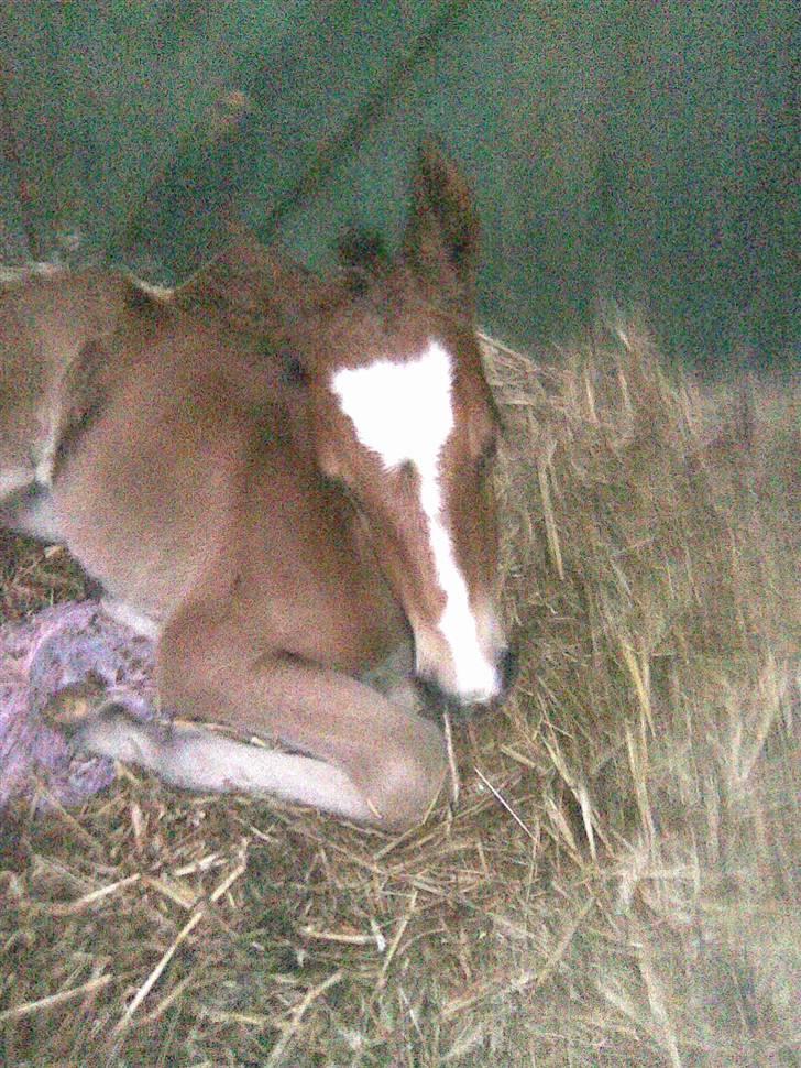 Anden særlig race Eclipse of the Moon SOLGT - Lundehøjgaards Eclipse Of The Moon <3  billede 2