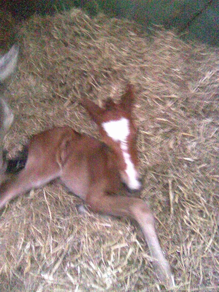 Anden særlig race Eclipse of the Moon SOLGT - Lundehøjgaards Eclipse Of The Moon <3  billede 3