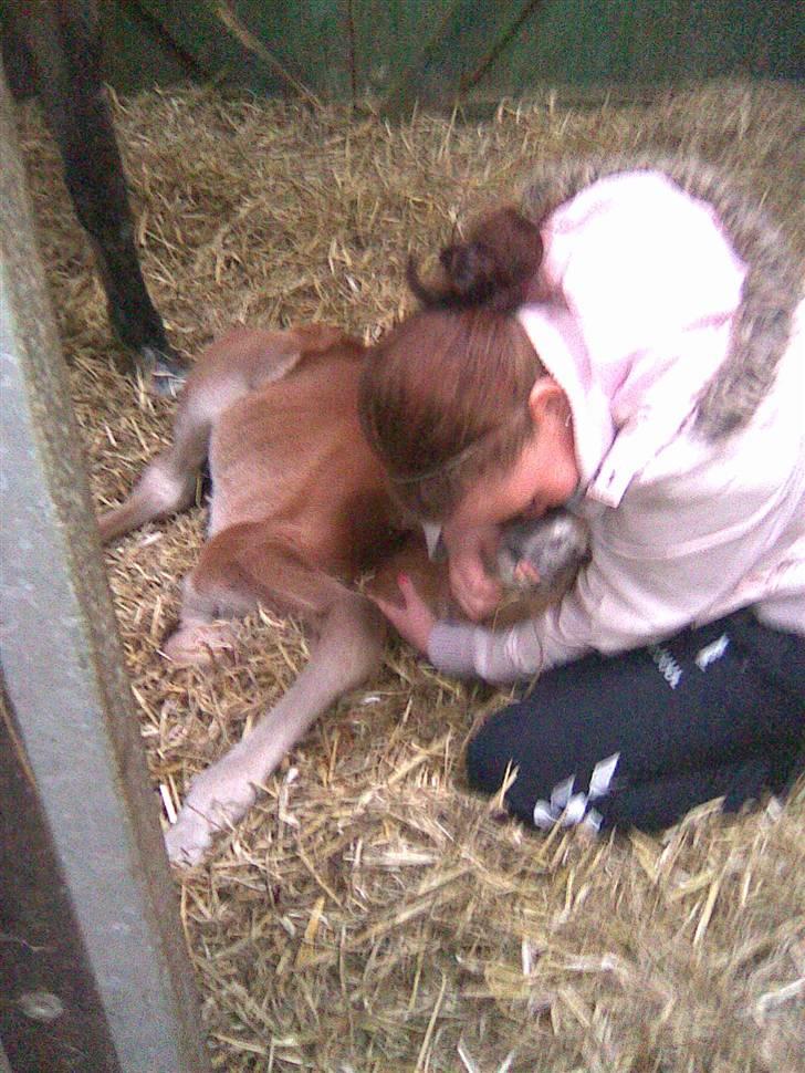 Anden særlig race Eclipse of the Moon SOLGT - Mysser :)  billede 4