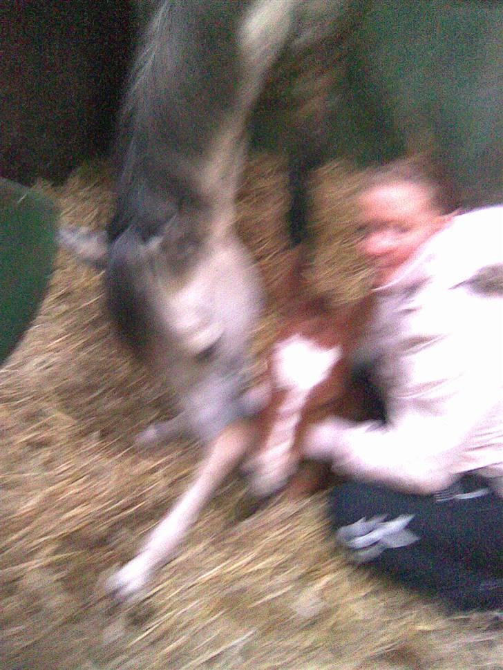 Anden særlig race Eclipse of the Moon SOLGT - Lundehøjgaards Eclipse Of The Moon <3  undskyld kvaliteten :)  billede 5