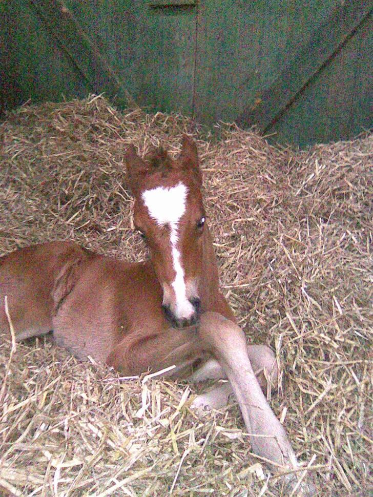 Anden særlig race Eclipse of the Moon SOLGT - Lundehøjgaards Eclipse Of The Moon <3  billede 7