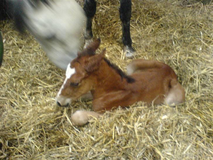 Anden særlig race Eclipse of the Moon SOLGT - Mor & føl , se lige den kærlighed hun giver ?  billede 8