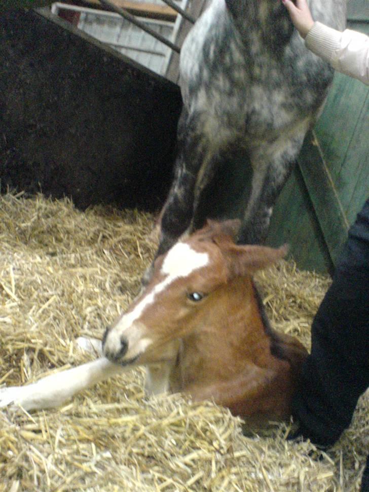 Anden særlig race Eclipse of the Moon SOLGT - Lundehøjgaards Eclipse Of The Moon <3  billede 9