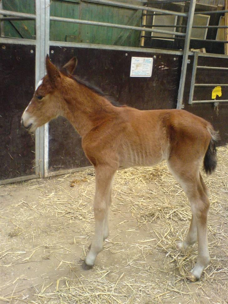 Anden særlig race Eclipse of the Moon SOLGT - en af baby´s første gå ture .. :D , det er lidt svært at styre fire ben :/  billede 10