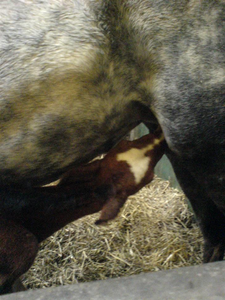 Anden særlig race Eclipse of the Moon SOLGT - Baby spiser :)  billede 11