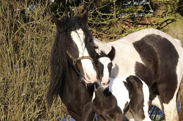 Tinker Hauge´s Gilroy *solgt* billede 2