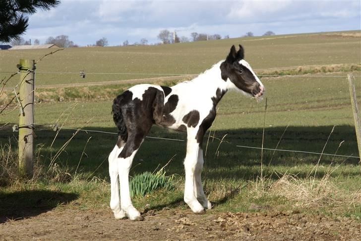 Tinker Hauge´s Gilroy *solgt* billede 8