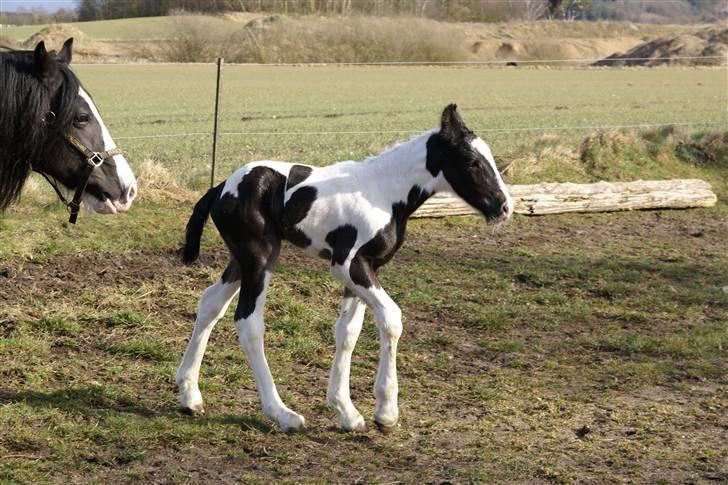 Tinker Hauge´s Gilroy *solgt* billede 9