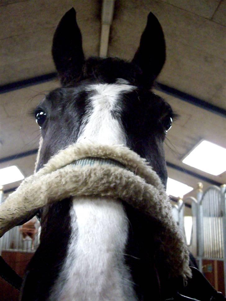 Anden særlig race » Spirit - Solgt. - Spirit. billede 16