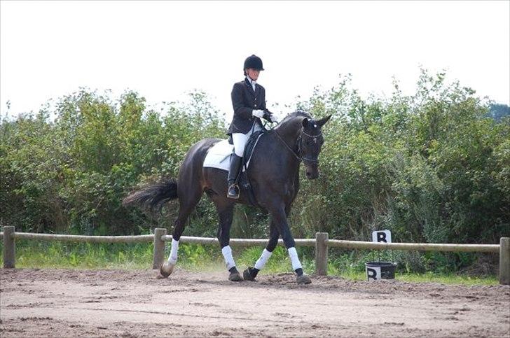 Dansk Varmblod Meningo billede 19