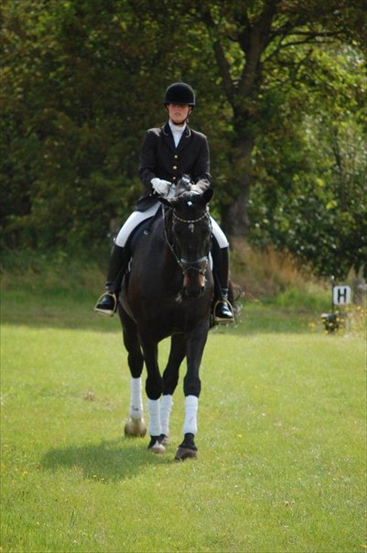 Dansk Varmblod Meningo billede 20