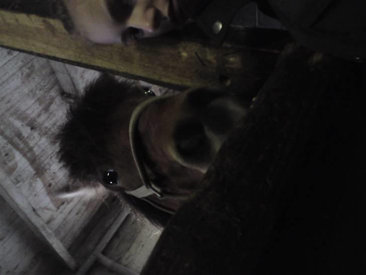 Islænder Máni fra Gjæsphøjgård.<3 - 14*Miq & Manii-Mus<3 NYT! billede 14