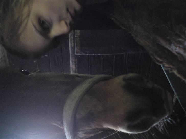 Islænder Máni fra Gjæsphøjgård.<3 - 15*Mig og Mani, igen, det var til fastelavn I DAG!<3 søndag22marts. NYT! billede 15