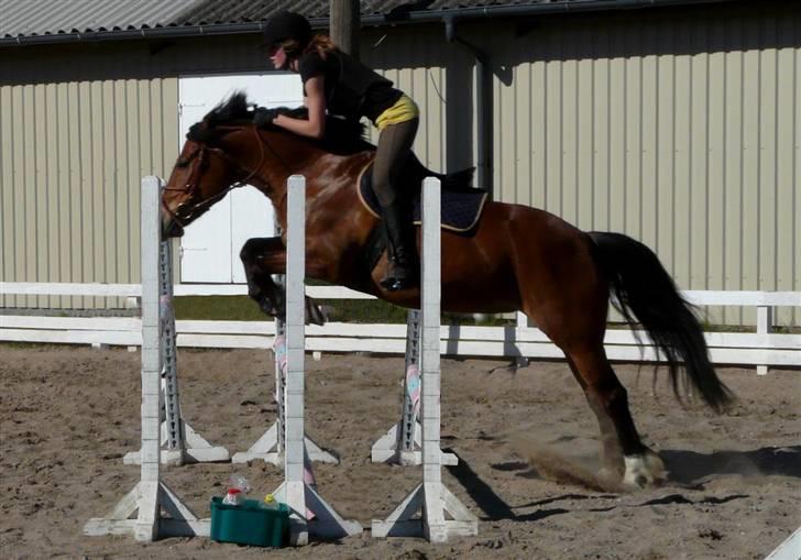 Anden særlig race Cairo - .14 - springkursus April . foto; Fie Wendel<3 billede 14