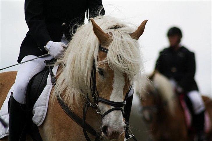 Haflinger Jupiter's bonanza (Tidl. hest) billede 4