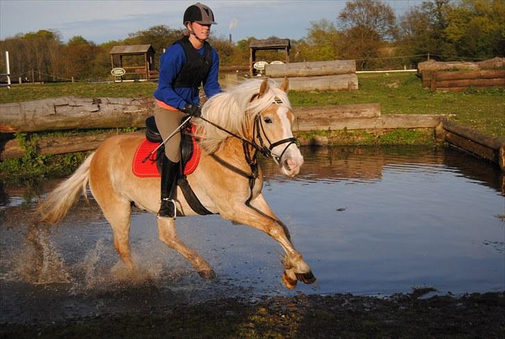 Haflinger Jupiter's bonanza (Tidl. hest) billede 5