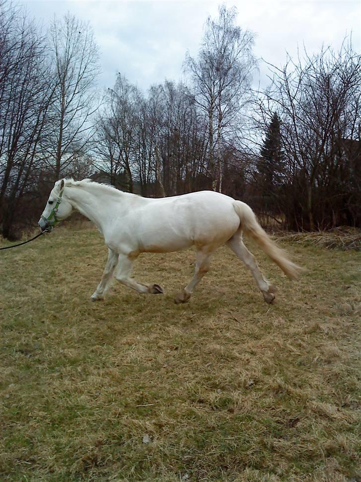 Connemara Lorenzo<3 tidligere part. - hvor kan han løfte benene flot  billede 2